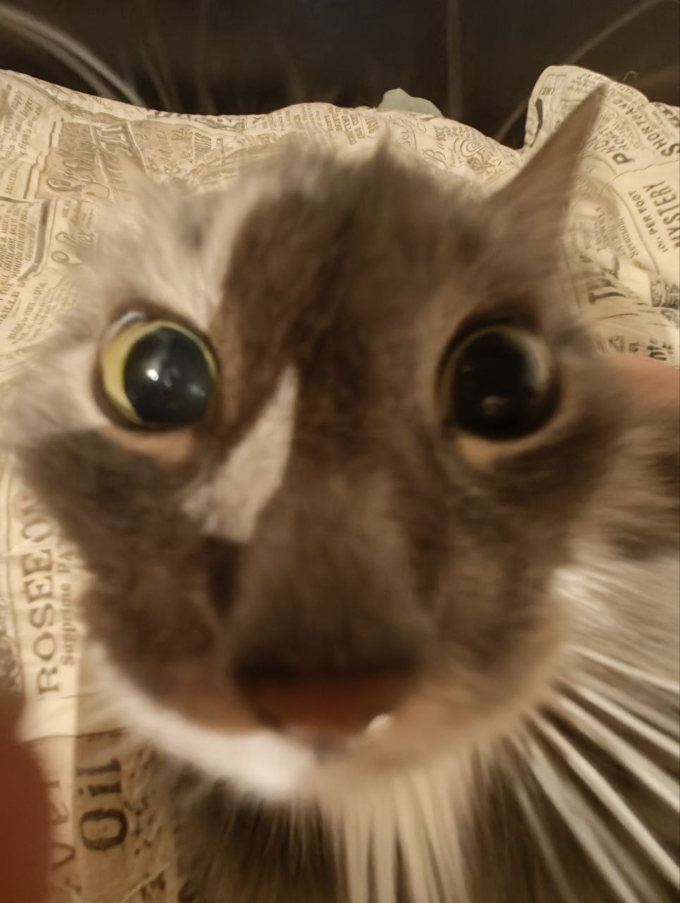 Кот 2
