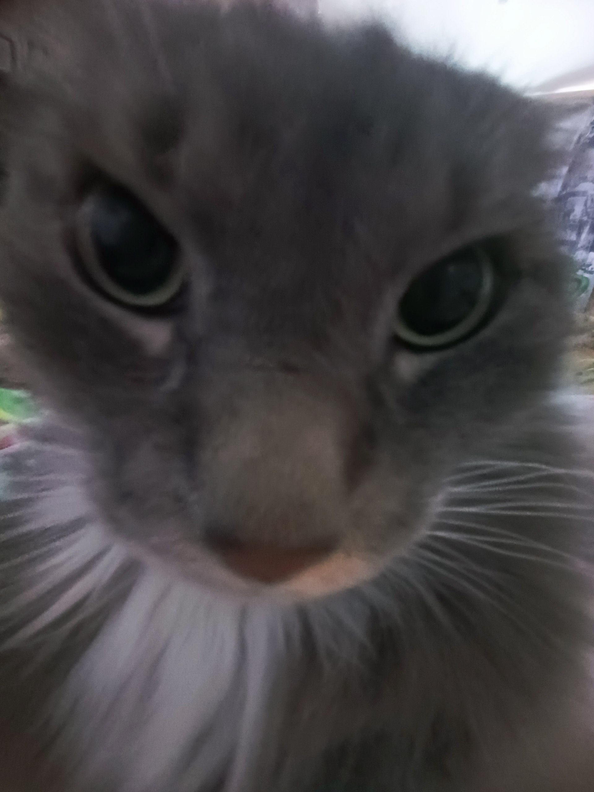 Кот 3