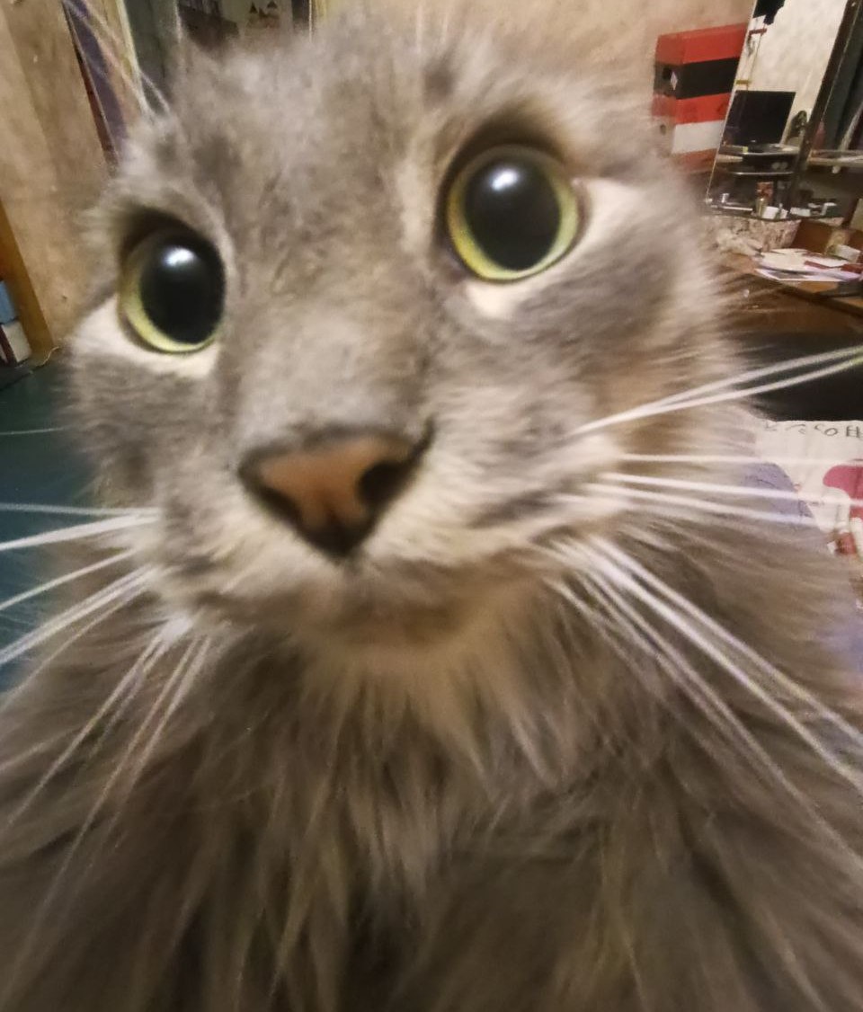 Кот 4